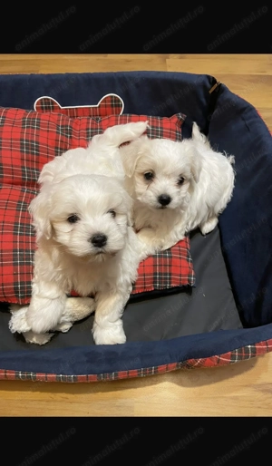 Bichon maltez - talie mica - imagine 2
