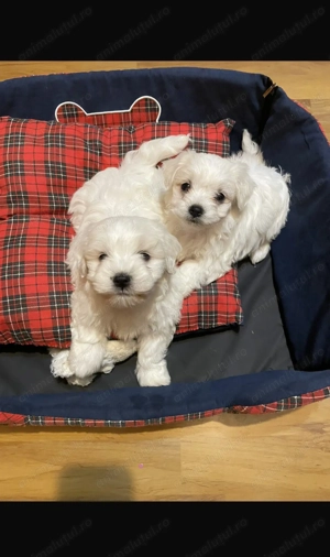 Bichon maltez - talie mica - imagine 3