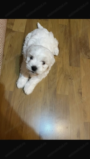 Bichon maltez - talie mica - imagine 4