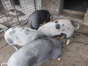 Vand porci pentru sacrificat - imagine 4