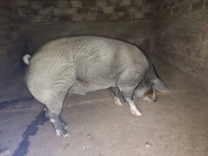 Vand porci pentru sacrificat - imagine 3