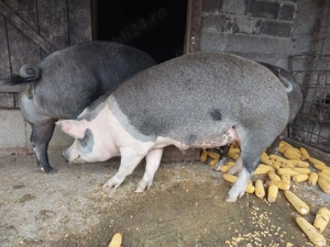 Vand porci pentru sacrificat - imagine 5