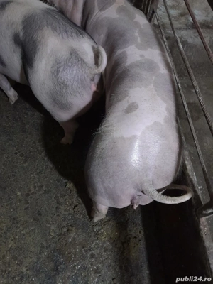 Purcei Pietrean Belgian 