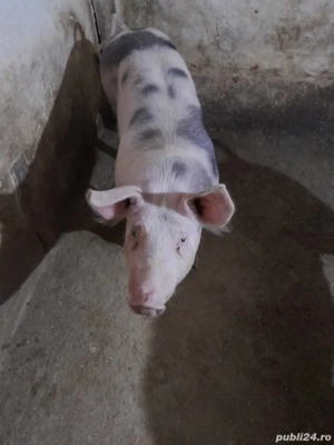 Purcei Pietrean Belgian  - imagine 3