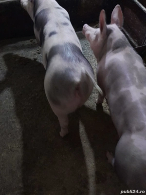 Purcei Pietrean Belgian  - imagine 2