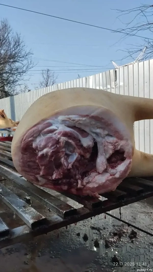 Vând carcasă porc  - imagine 2
