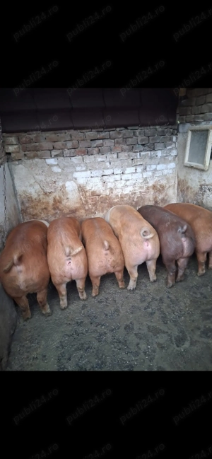 Vând porci grasi - imagine 2