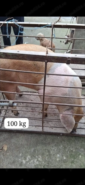 Vând porci grasi - imagine 4