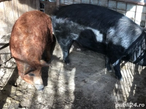 porci mangalita  - imagine 2