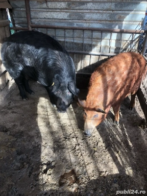 porci mangalita  - imagine 4