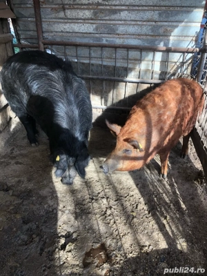 porci mangalita  - imagine 5