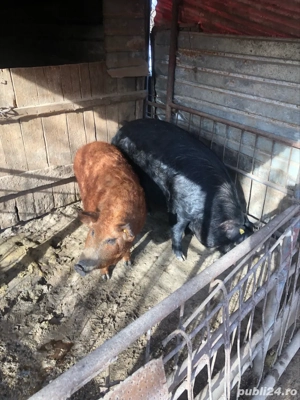 porci mangalita  - imagine 3