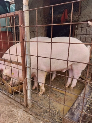Porci de vânzare - imagine 2