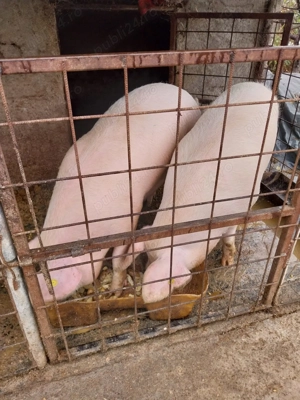 Porci de vânzare - imagine 3