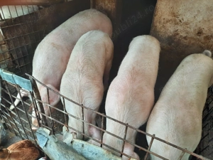 Porci de vânzare - imagine 4