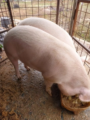 Porci de vânzare