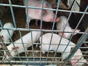 Purcei de vânzare - imagine 2