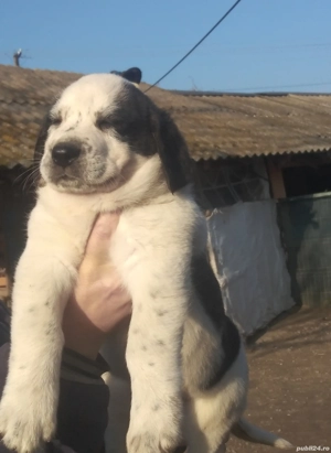 Ursuleții de Asia Centrala 