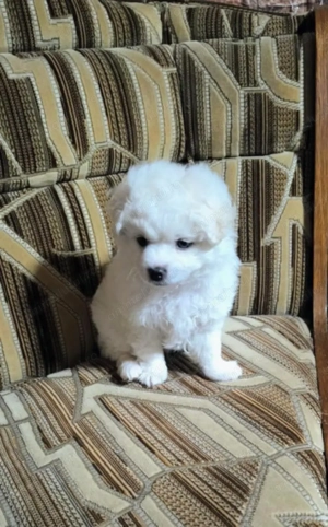 Vând Bishon Maltez mai multe detalii la numarul de telefon