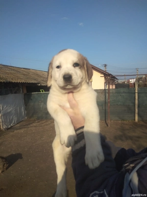 Căței Ciobanesc de Asia Centrala.  - imagine 4