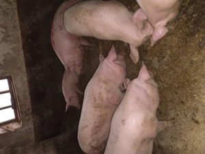 Vand porci cu greutate intre100kg-170kg