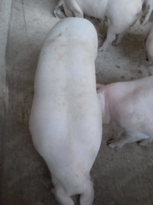 Vand porci  - imagine 3