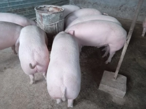 Vand porci  - imagine 5