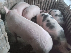 Vand porci  - imagine 2