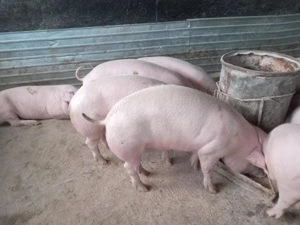 Vand porci  - imagine 4