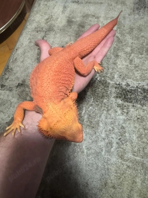 Vând Agame cu barba - imagine 2