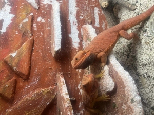 Vând Agame cu barba - imagine 5