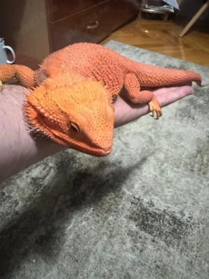 Vând Agame cu barba - imagine 3