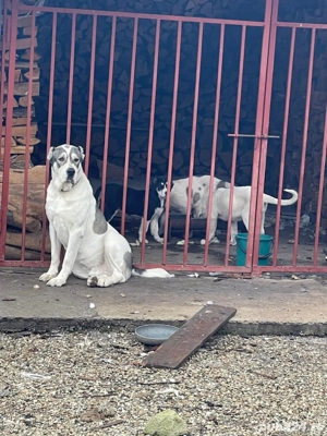 Căței asia centrala vaccinați și deparazitați conform vârstei - imagine 5