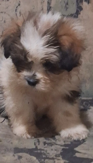 Fetita si băiat shihtzu  - imagine 3