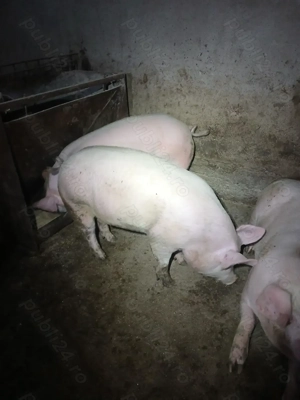 Vind porcii grași MARELE ALB  crescuți natural.  - imagine 2
