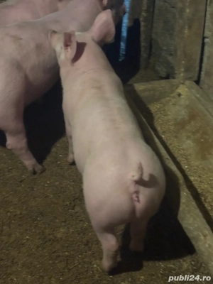 2 Scrofite  - imagine 2