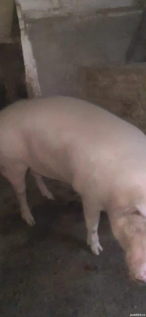 vand scroafă 1fătare 13 ron kg