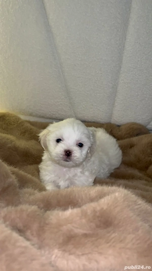 Bishon maltez - imagine 2