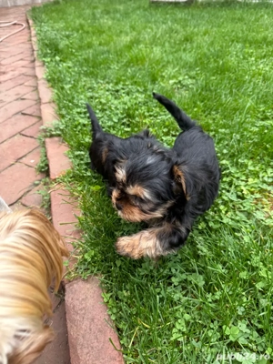 vand pui yorkshire terrier - imagine 3