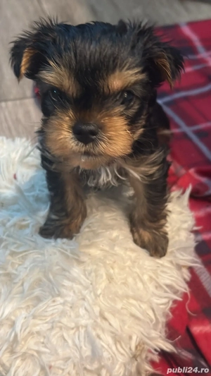 vand pui yorkshire terrier - imagine 2