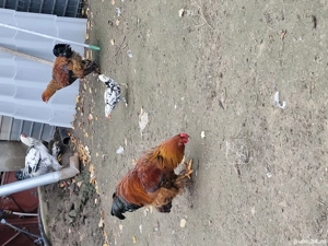 cocosi brahma... - imagine 4