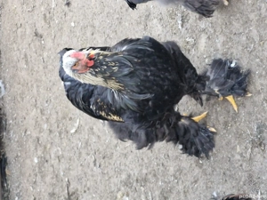 cocosi brahma... - imagine 5