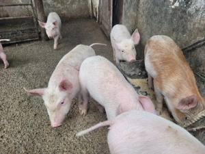 Purcei de vanzare - imagine 2