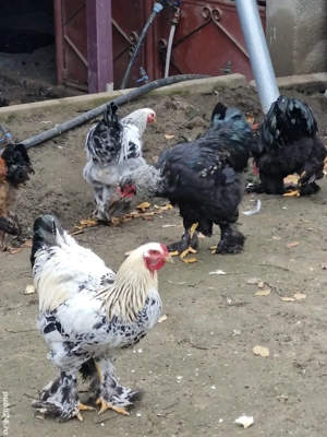 cocosi brahma... - imagine 2