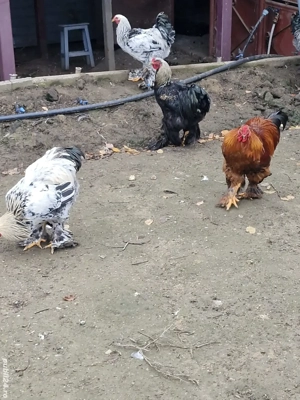 cocosi brahma... - imagine 3