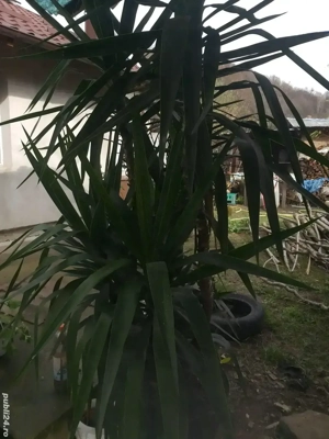 yucca  planta de  interior 