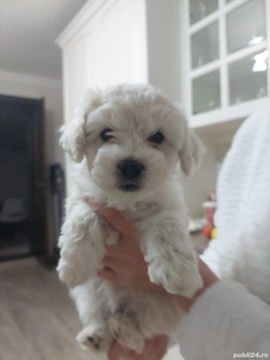 Bichon Maltez Mini Toy - 8 saptamani 