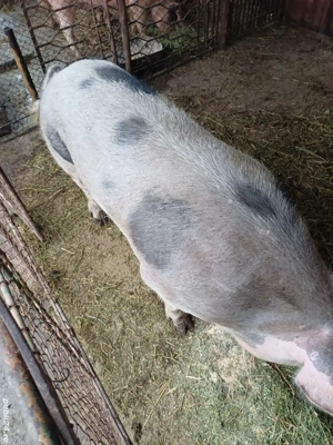 vand porc  - imagine 2