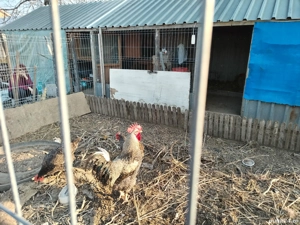 Vand teren cu casa in Varsatura