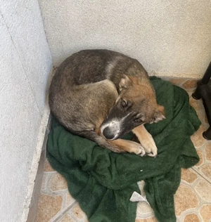 Dau spre adopție cățelușa 